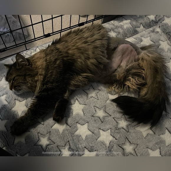 Lulu’s ‘No One Quite Like You’ Dark Blue Embroidered Shift Dress - Picture 9 of 13